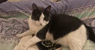 avatar petsitter