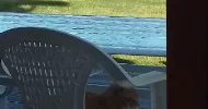 avatar petsitter