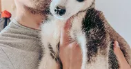 avatar petsitter