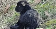 avatar petsitter