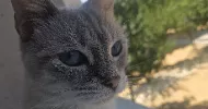 avatar petsitter