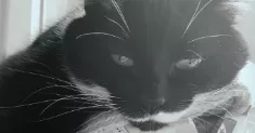avatar petsitter