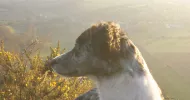 avatar petsitter