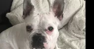 avatar petsitter