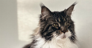 avatar petsitter
