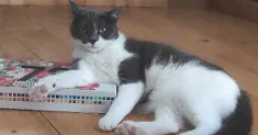avatar petsitter