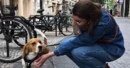 avatar petsitter