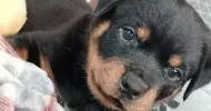 avatar petsitter