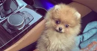 avatar petsitter