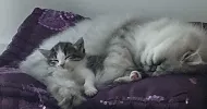 avatar petsitter