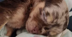 avatar petsitter