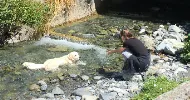 avatar petsitter