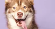 avatar petsitter