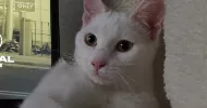avatar petsitter