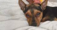 avatar petsitter