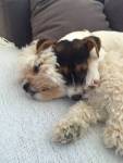 aurélie pet sitter à Cestas 33610