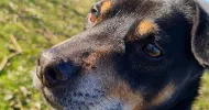 avatar petsitter
