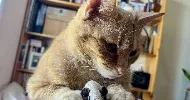 avatar petsitter