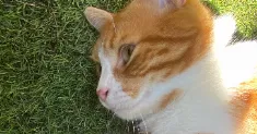 avatar petsitter