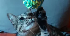 avatar petsitter