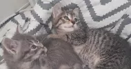 avatar petsitter