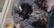 avatar petsitter