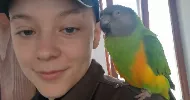 avatar petsitter