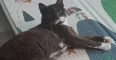 avatar petsitter