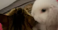 avatar petsitter