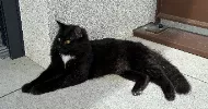 avatar petsitter