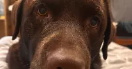 avatar petsitter