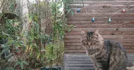 avatar petsitter