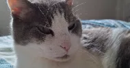 avatar petsitter