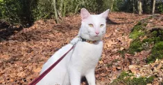 avatar petsitter