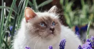 avatar petsitter