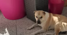 avatar petsitter