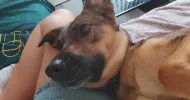 avatar petsitter