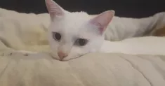 avatar petsitter