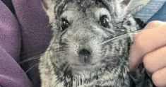 avatar petsitter