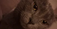 avatar petsitter