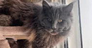 avatar petsitter
