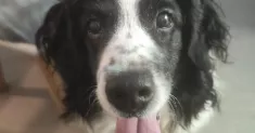 avatar petsitter