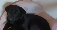avatar petsitter