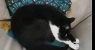 avatar petsitter