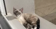 avatar petsitter