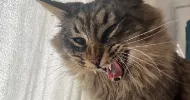 avatar petsitter