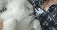avatar petsitter