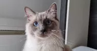 avatar petsitter