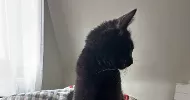 avatar petsitter