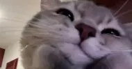 avatar petsitter